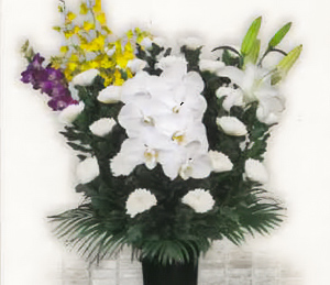 フローラA生花（菊）